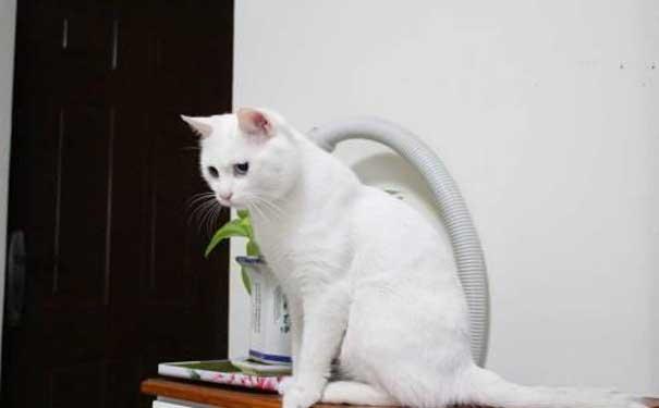 猫咪怎么才能让它亲近自己 v2-4b44b47c73a82e357b9af6fd5ef65f6c_1200x500.jpg