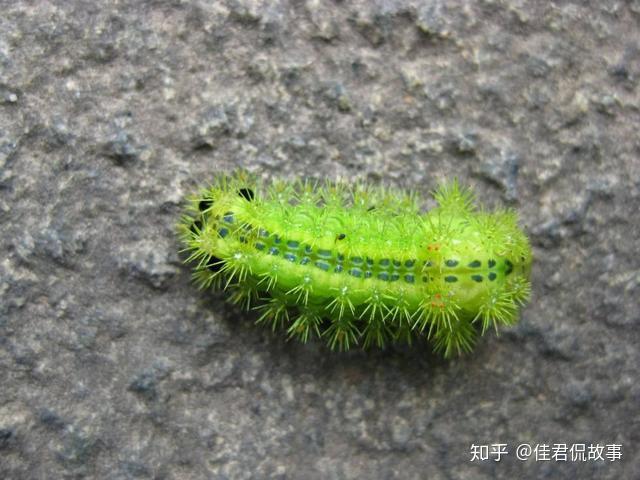 曾经在农村蜇人无数的洋辣子，终于被人们端上餐桌 知乎 