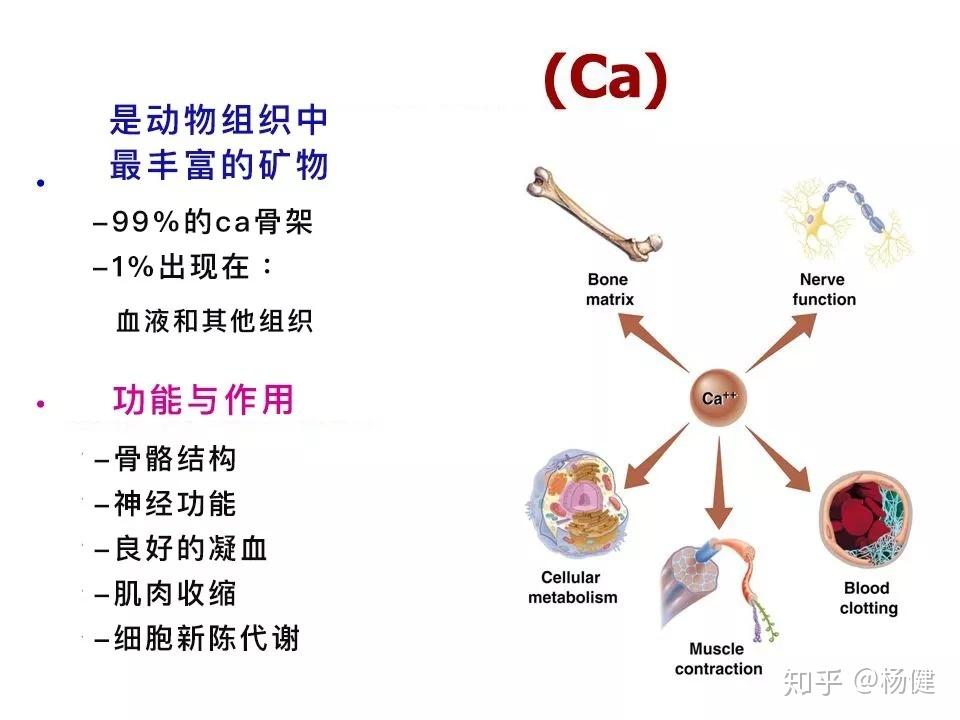 “小腿抽筋”真的是身体缺钙吗？ 知乎 
