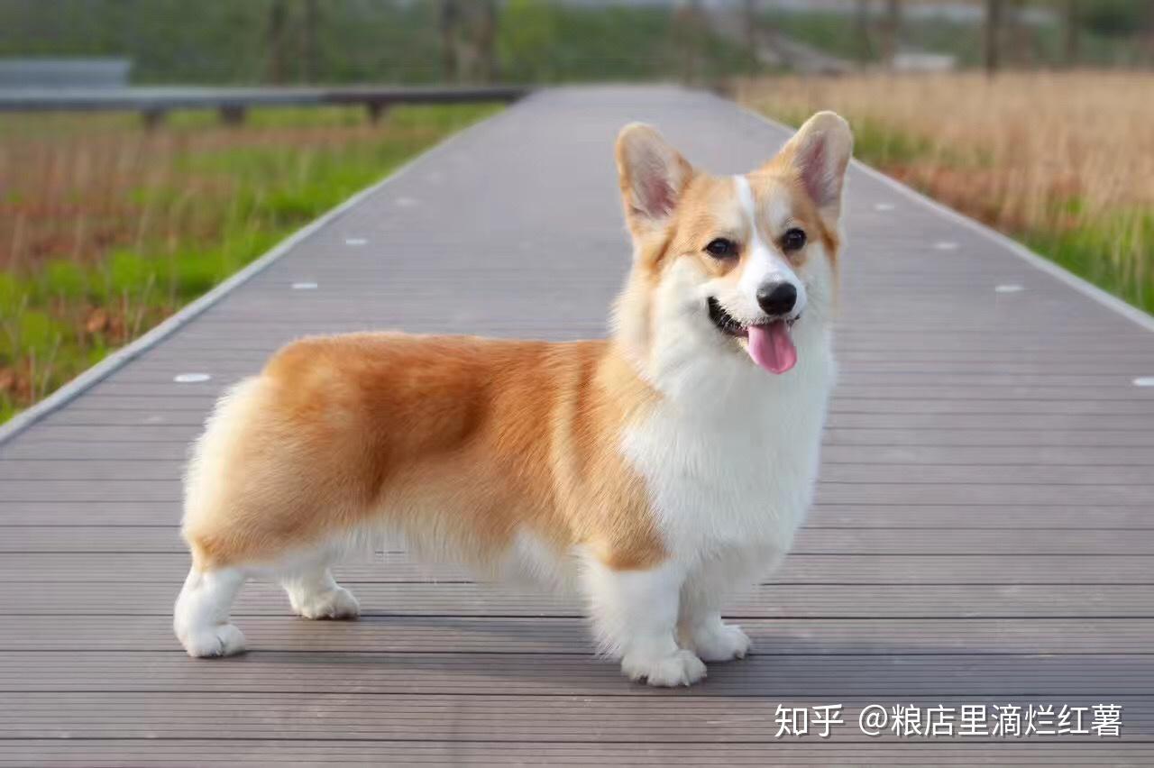 拥有一只柯基的体验.