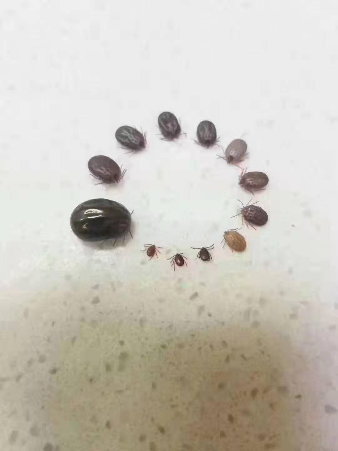 洗澡后可以体外驱虫吗 v2-4b6c08e30d9df0fcd5497a576abcbb09_1200x500.jpg