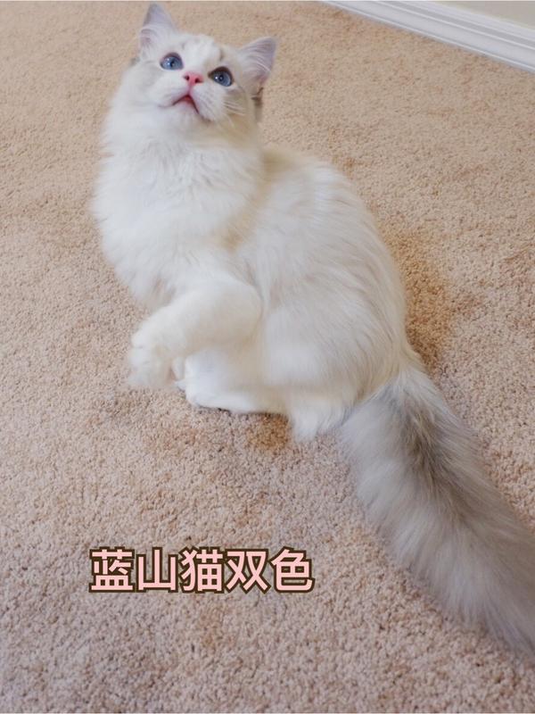 布偶猫花色图解 知乎