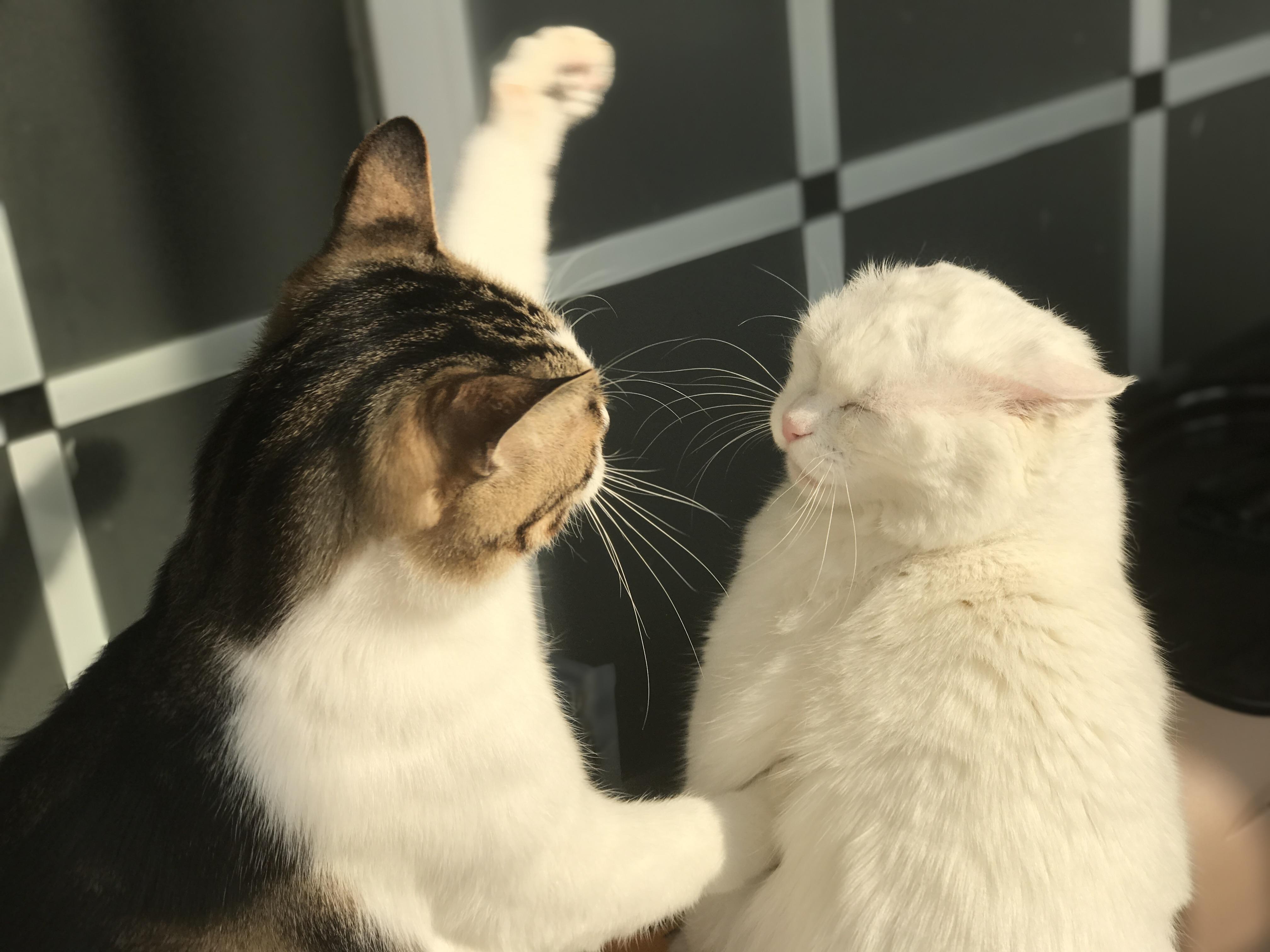 猫- 收藏夹 - 知乎