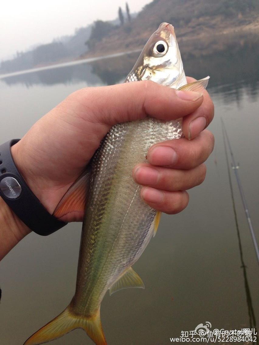 中国原生鱼北京鱼类图鉴