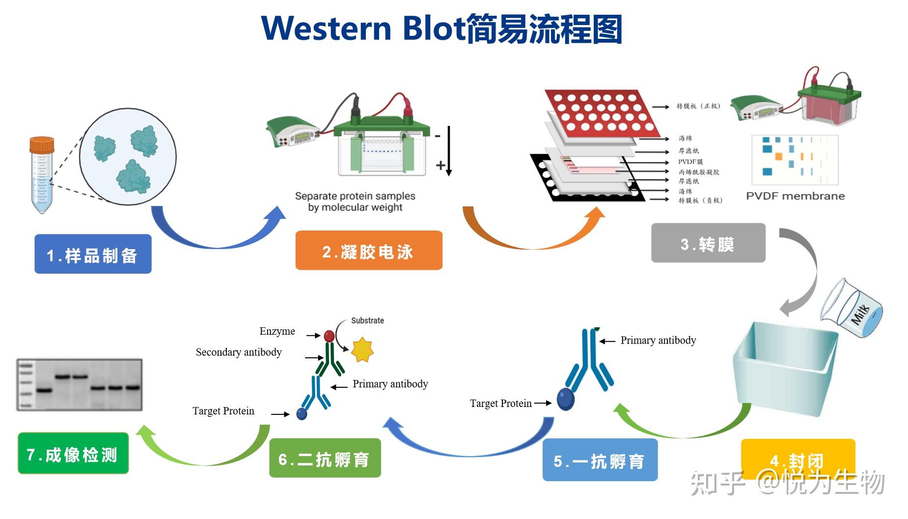 western blot流程图图片