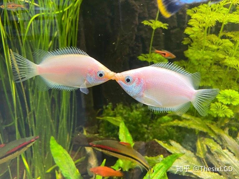 泰国斗鱼被讲烂了那就聊一聊关于迷鳃鱼