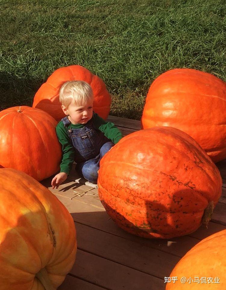 国外男子农场种七彩南瓜抓4个财富密码造童话世界5个月赚亿元