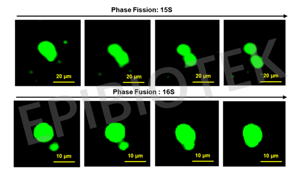 重磅推出| 蛋白相分离系列技术服务:相分离形成能力预测与鉴定、相分离功能验证 - 知乎