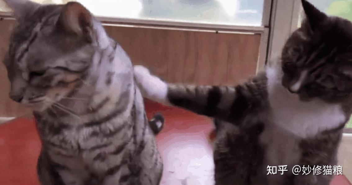 两只猫一个月吃十二斤猫粮正常吗 v2-4ba608e35e204665d9b18ddbf4c0989b_r.jpg