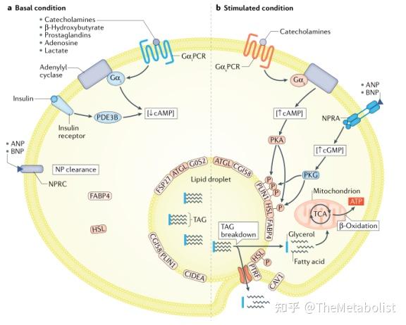 代谢学人--代谢典藏 | Nature综述:脂肪代谢全攻略(上篇) - 知乎