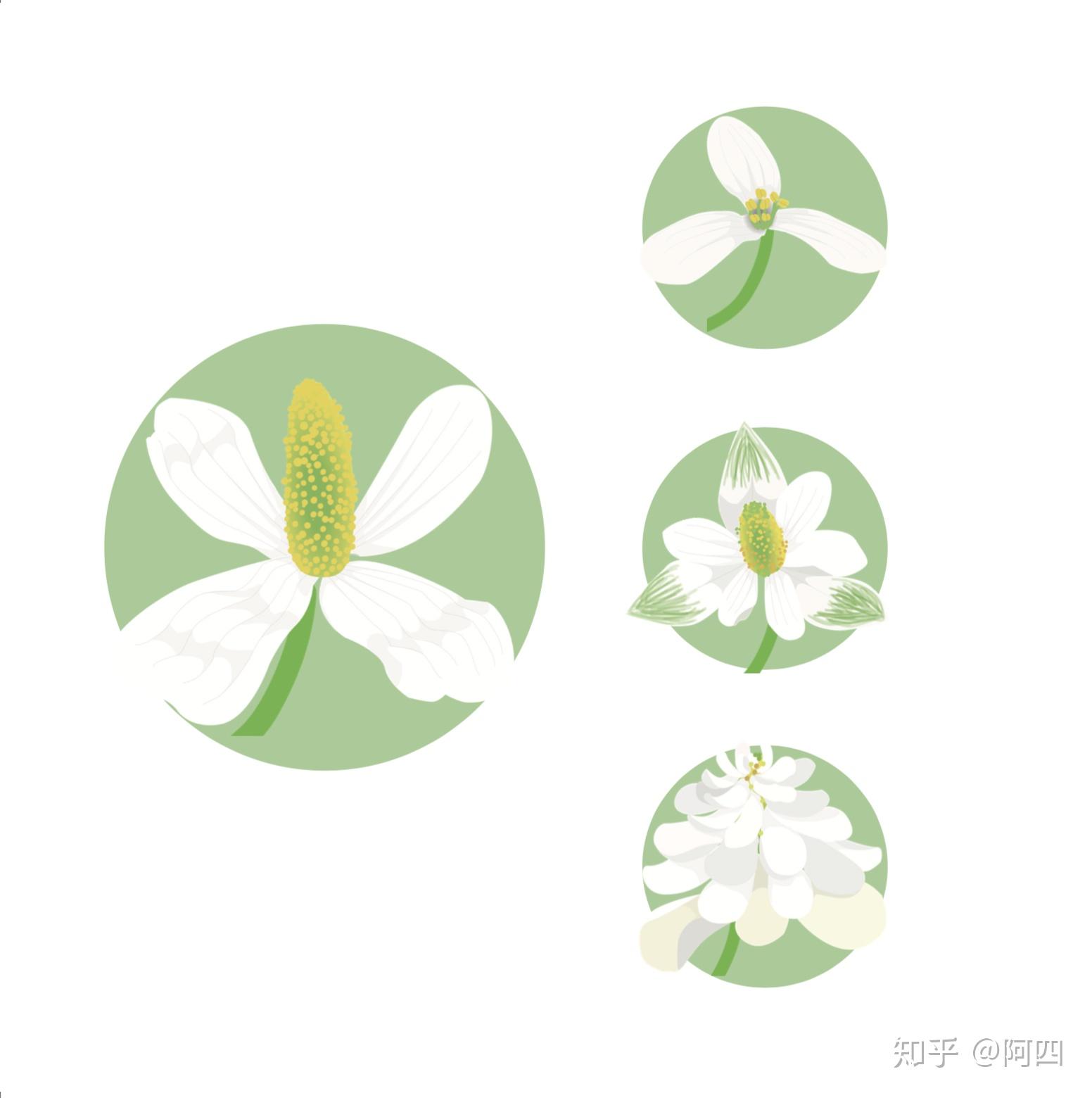 鱼腥草花卉观察日记