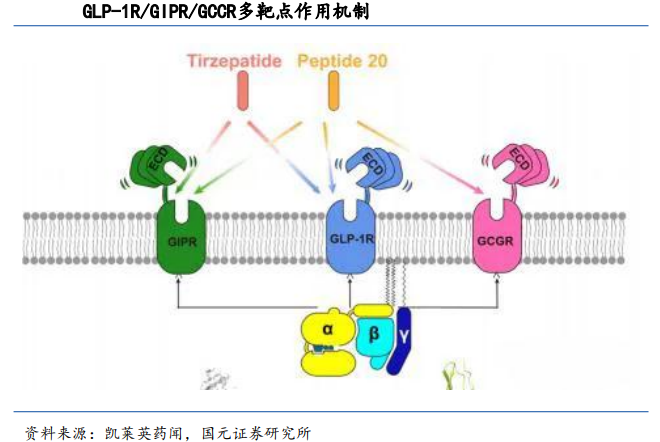 glp 1   2024GLP-1-_ GLP-1- Heho