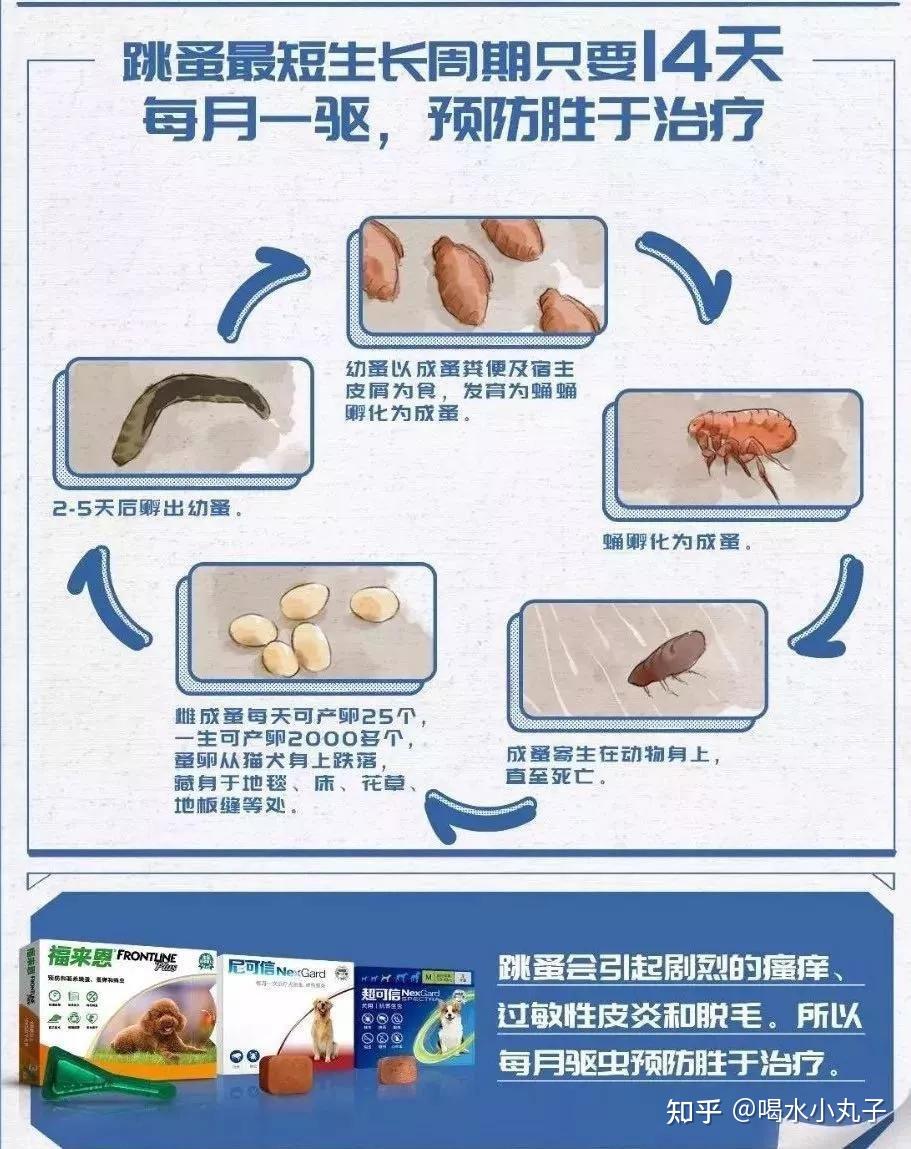 宠物驱虫哪家强