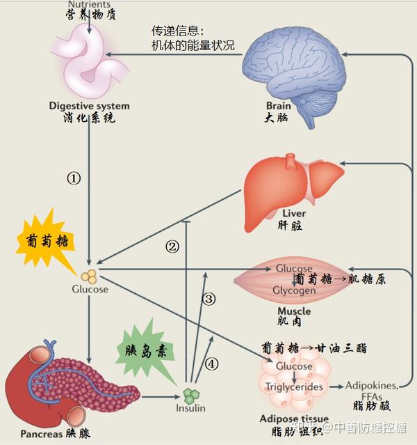什么是糖尿病？什么是胰岛素抵抗？ 知乎