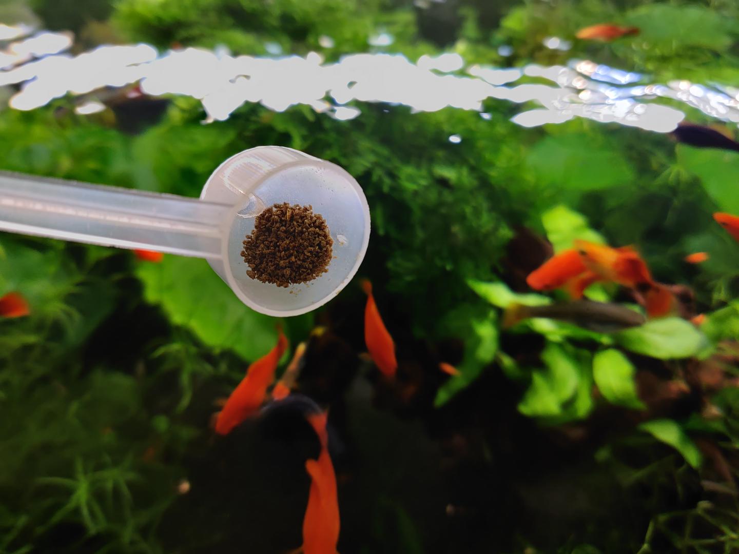 给观赏鱼喂冷冻鱼食好不好 其实好处还蛮多的 我一直在喂 知乎 给观赏鱼喂冷冻鱼食好不好 其实好处还蛮多的 我一直在喂 知乎