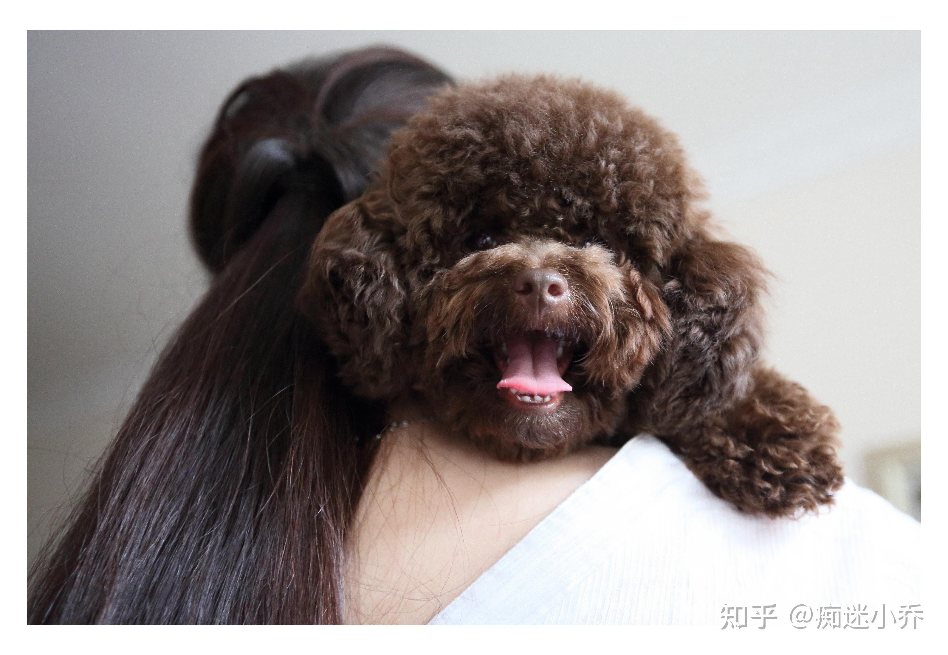 为什么有人会讨厌泰迪?网友:泰迪太“好色”了 - 知乎