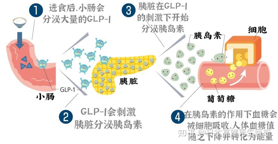 胰高血糖素樣肽-1(glucagon-like peptide-1),英文簡稱glp-1(以下均以