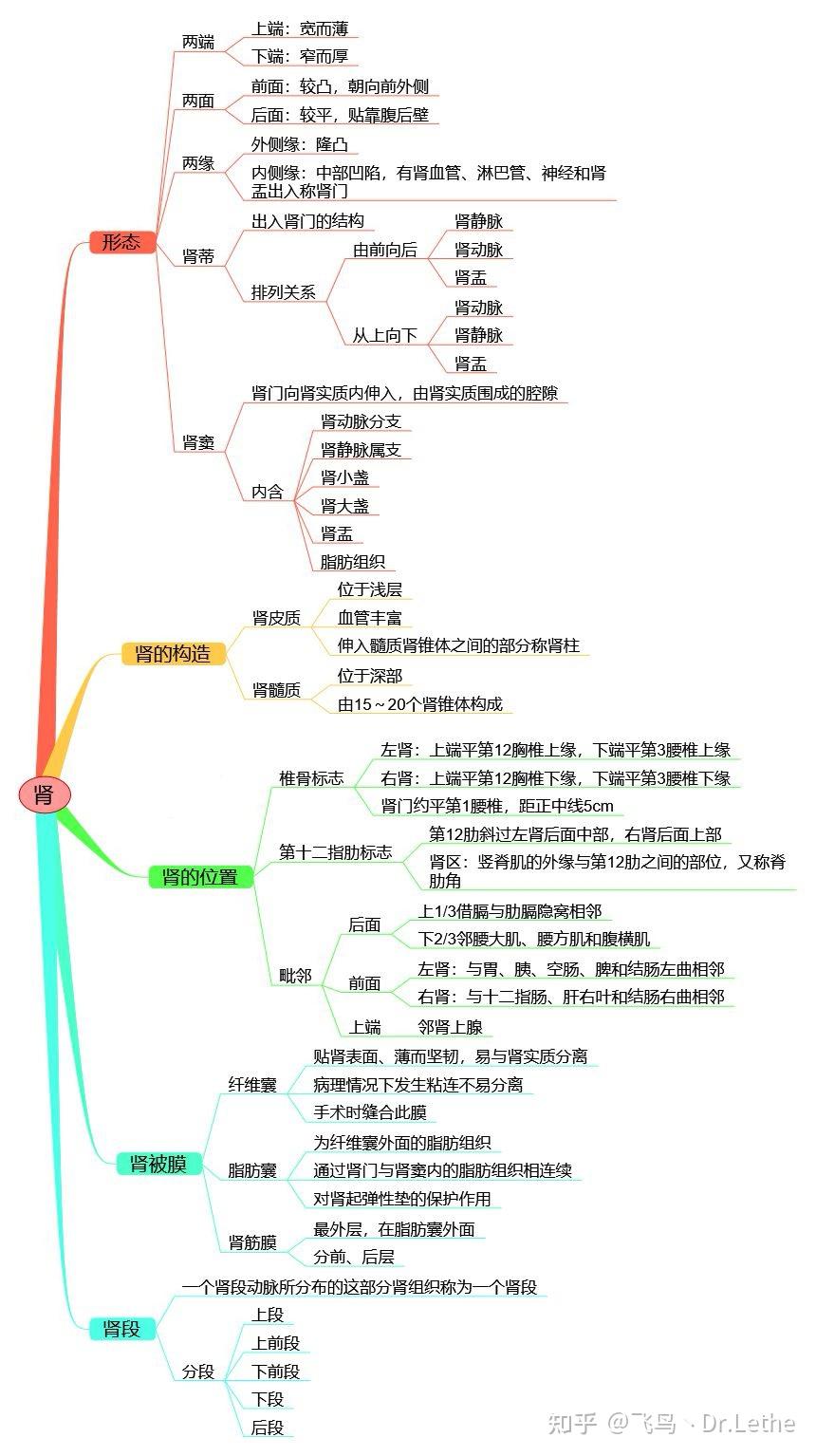 肾的结构思维导图图片