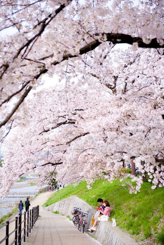 日本那些事所以櫻花味到底是什麼味道