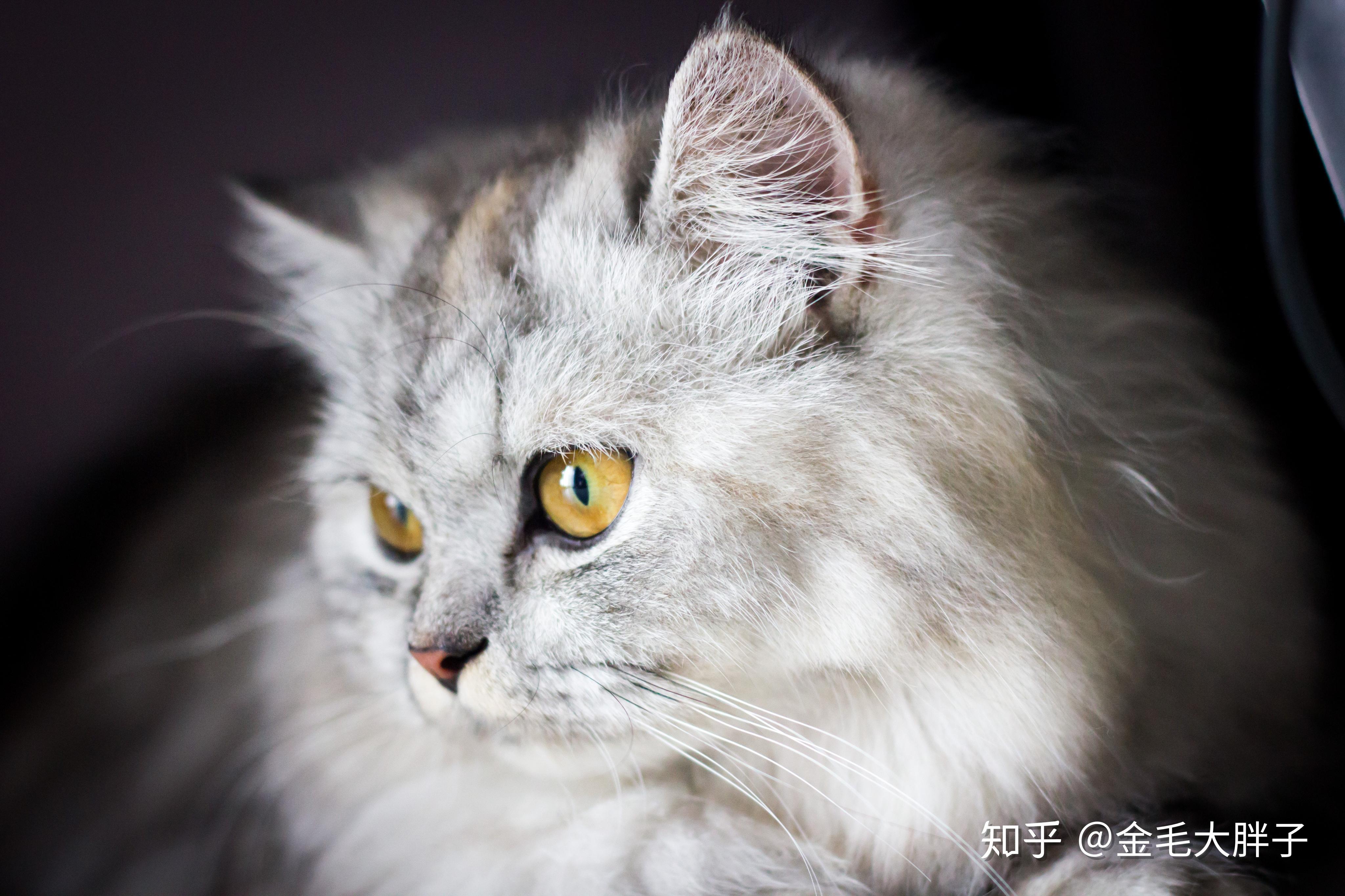 朝九晚九的上班族如何养猫?