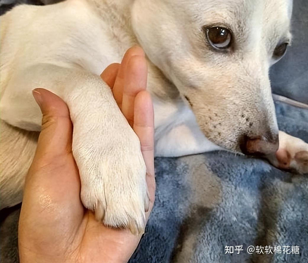 你知道吗?其实你摸狗狗的爪子,它是这样理解的 - 知乎