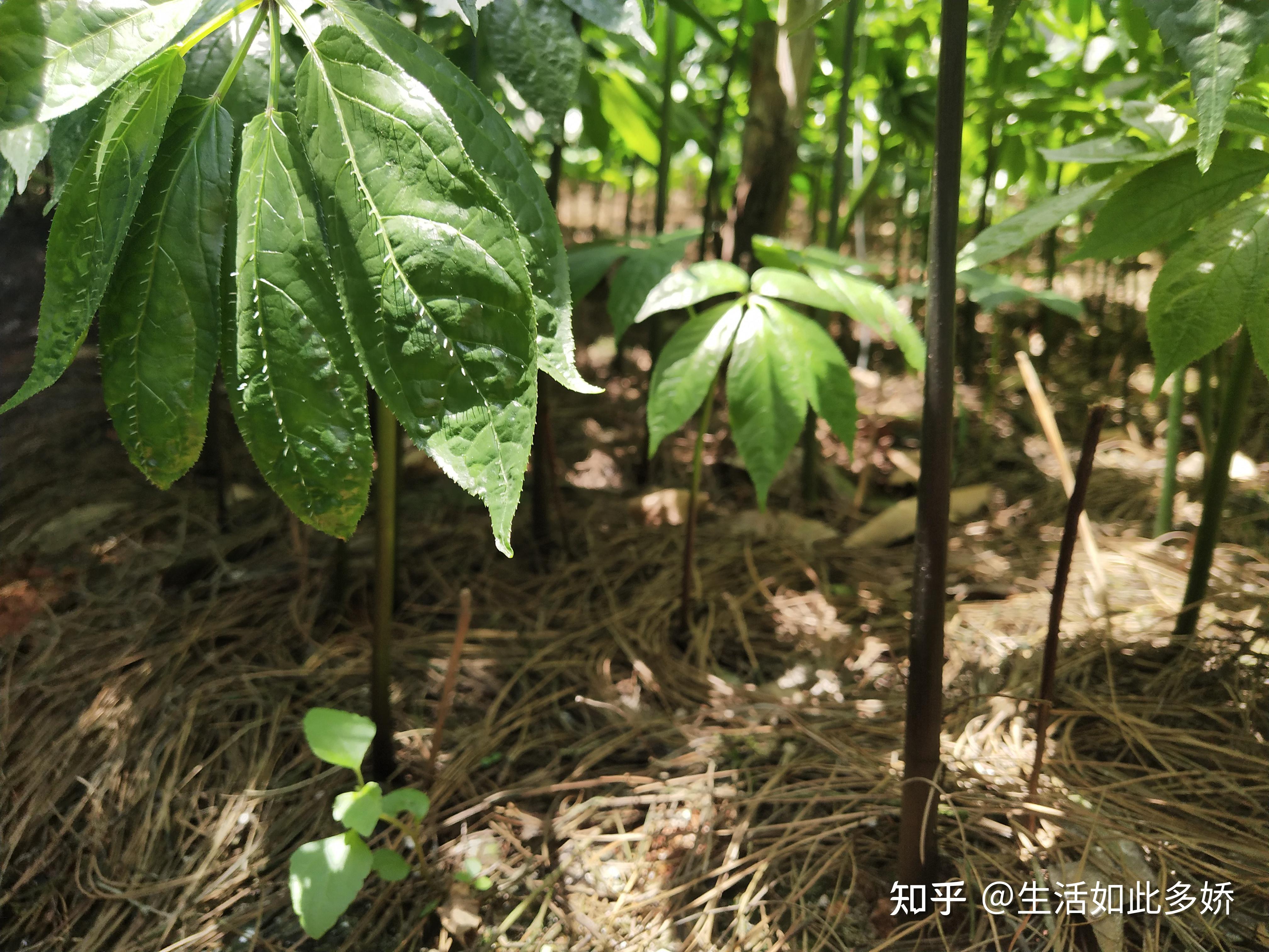 三七叶的功效你知道吗? - 知乎