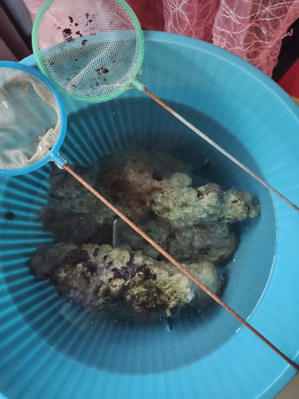 自己鱼得了海水白点病 实际治疗治好了 鱼病赛卢医koishi3 知乎