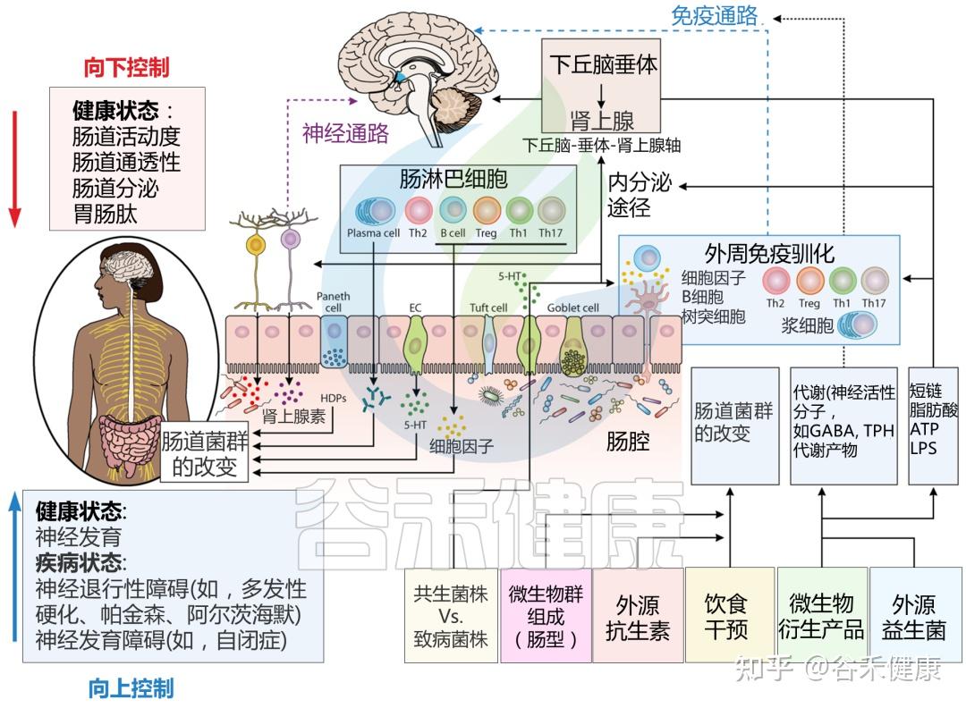 免疫系統和中樞神經系統都是複雜而有組織的系統,在運作模式和發育