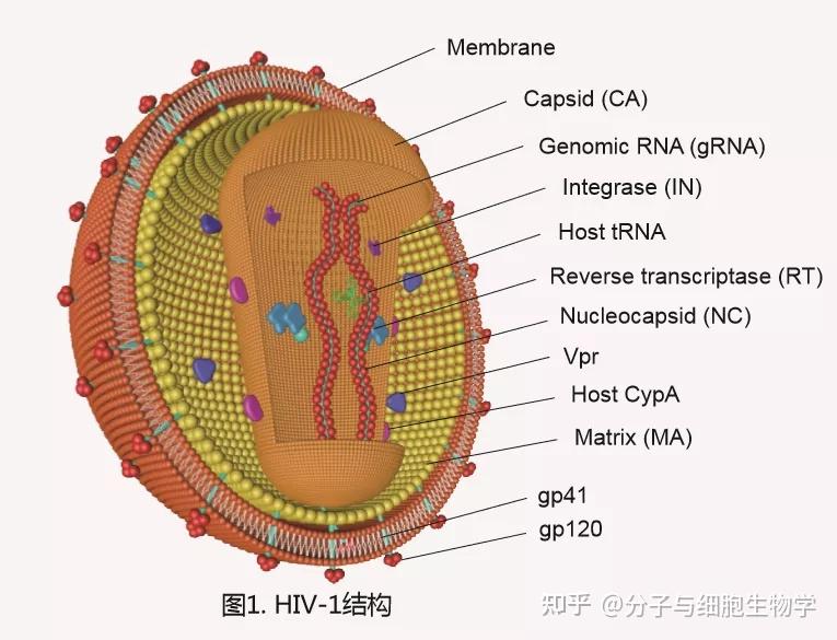 构建慢病毒表达载体需要注意些什么