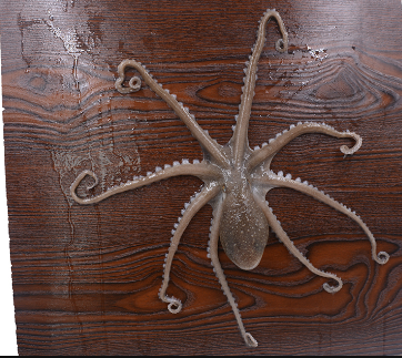 鱿鱼、章鱼、墨鱼、八爪鱼、乌贼傻傻分不清楚?一文教你记住它们(墨鱼章鱼鱿鱼八爪鱼乌贼的区别)