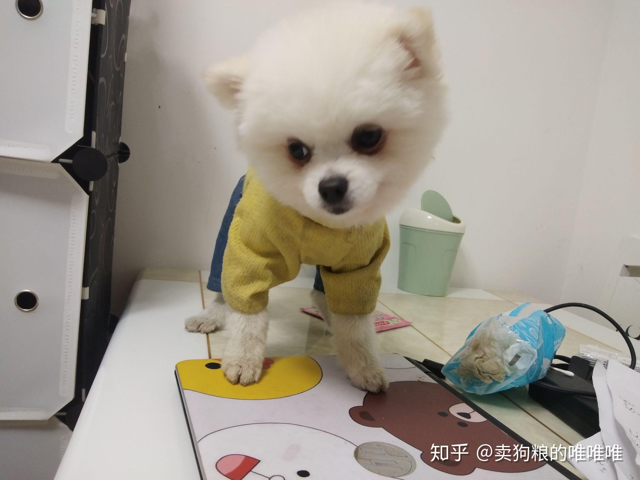 便宜小狗20元以下 v2-4c2d830c449eed91862b1603520cc950_r.jpg