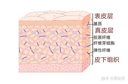而我们的胶原蛋白主要分布在真皮层,同样