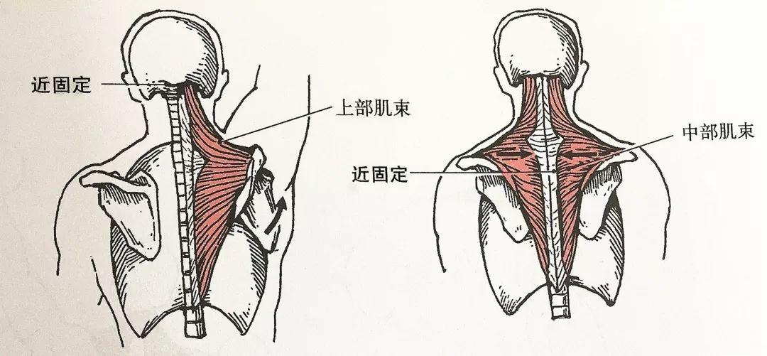 肩颈四天王斜方肌