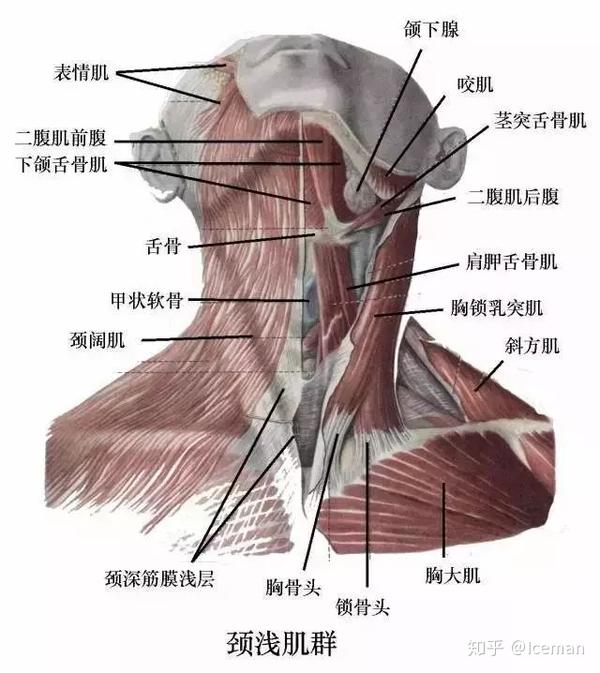 颈部一动就"嘎嘎"响?怎么回事?