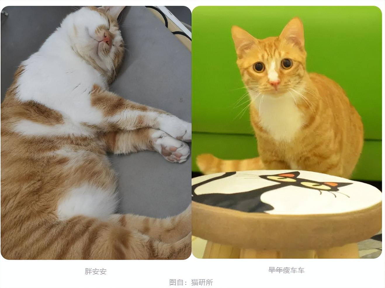 我家猫10斤重,算胖猫猫吗? - 知乎