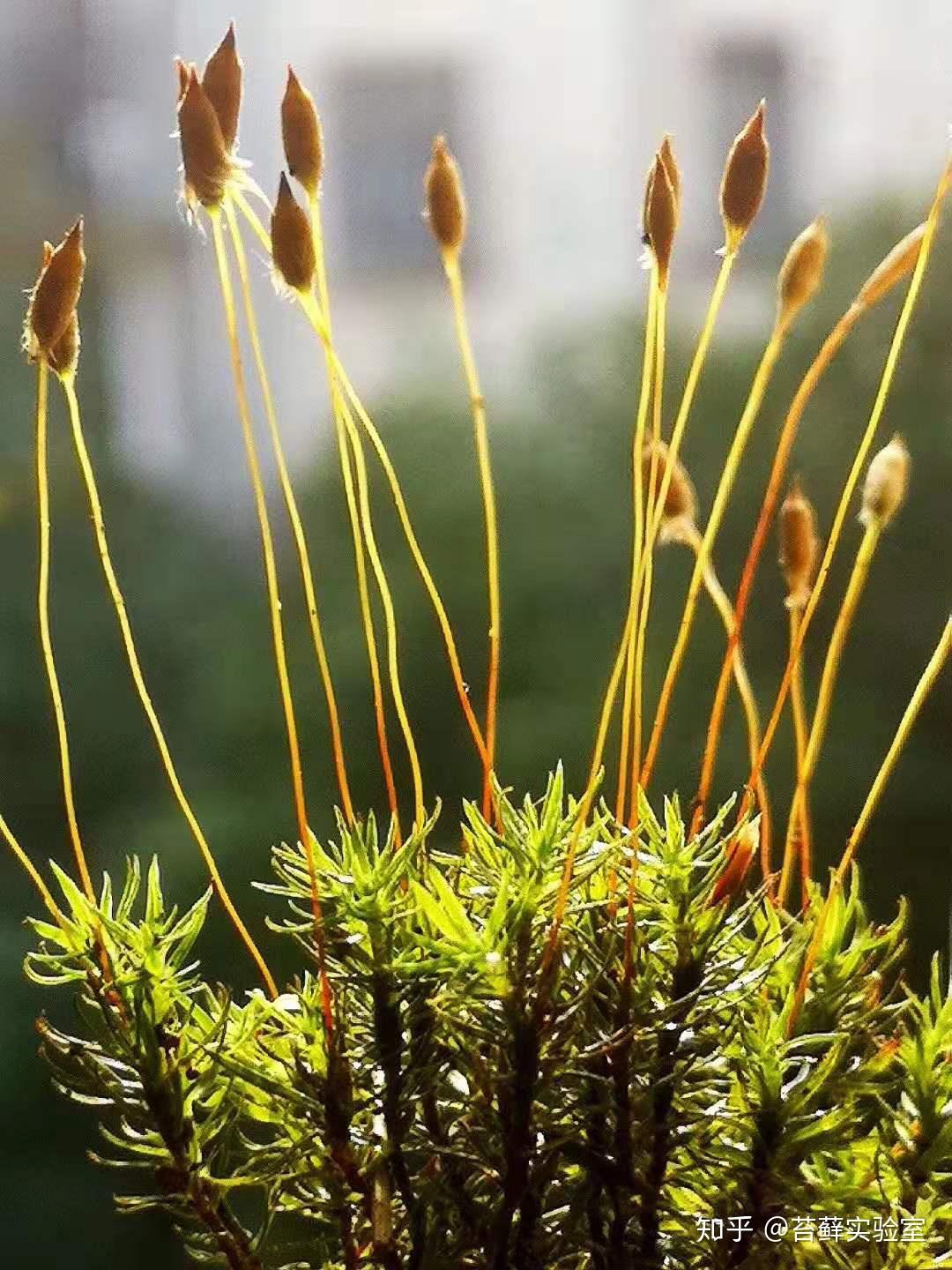 (丛藓的孢蒴通常呈圆柱状)孢子体是苔藓植物最显著的特征之一,也是最