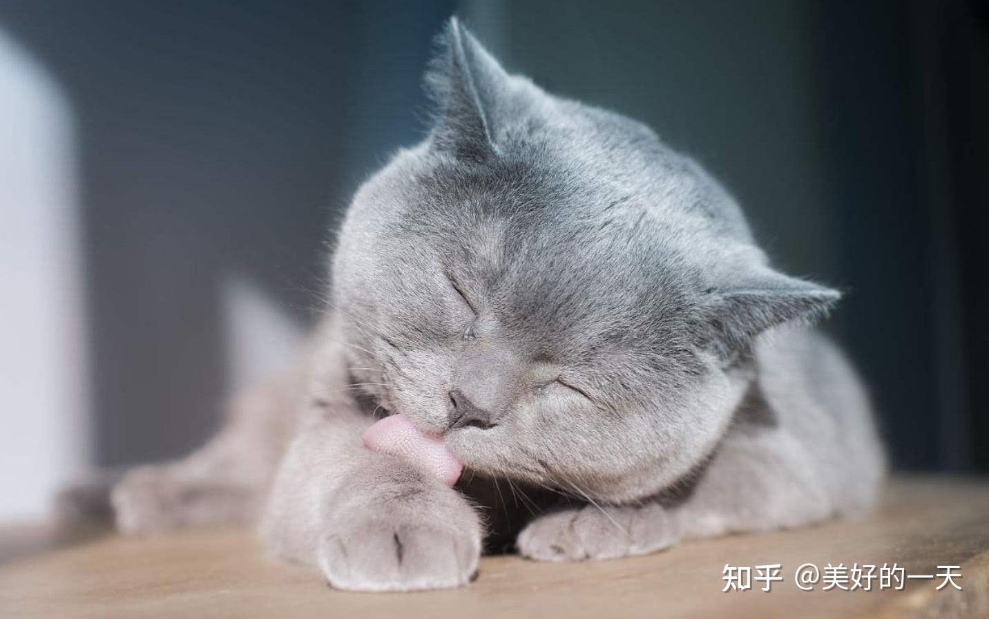 猫咪的15条“冷知识”,若全都知道,证明你养猫很成功 - 知乎