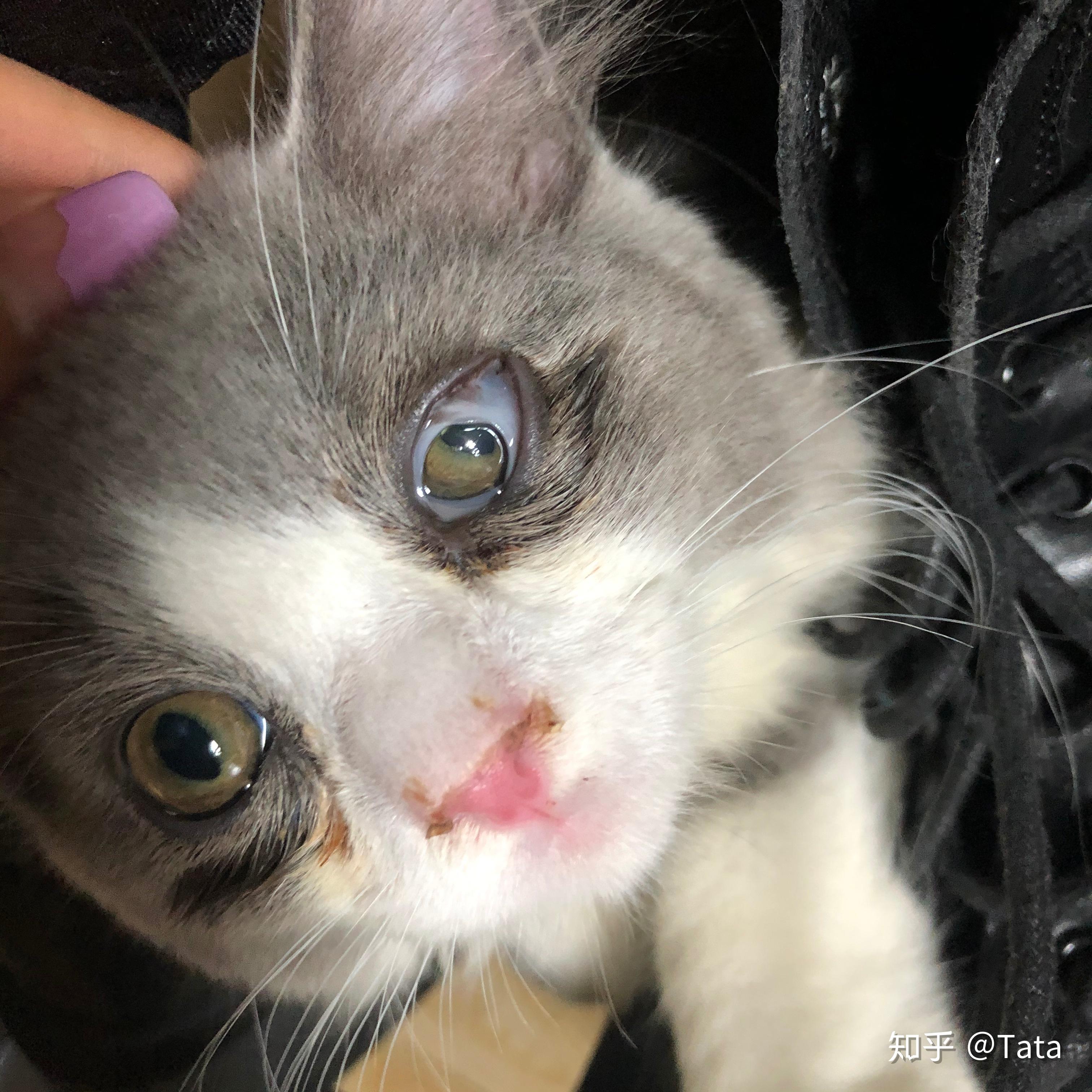 幼猫眼睛黏连!有没有成功治疗案例!