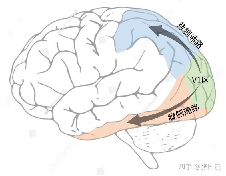 1.4.4 腹侧通路和背侧通路 - 知乎