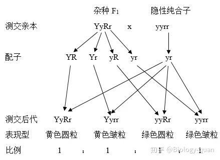 杂交实验遗传图谱图片