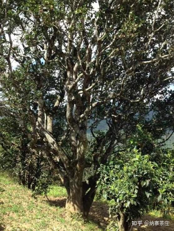 普洱古树茶为什么更好喝的4个小秘密 - 知乎