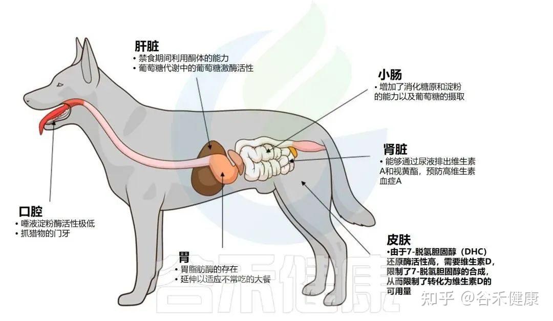 猫小肠大肠图解图片