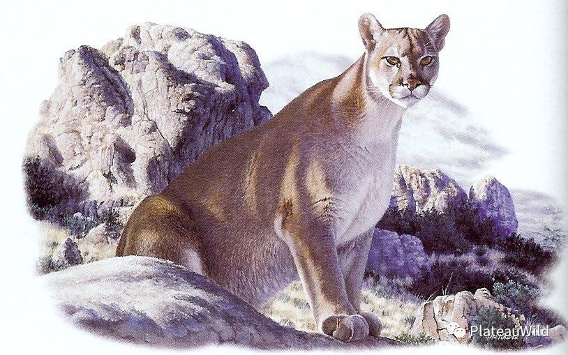 共存的凭借洛基山脉大型食肉兽的恢复力