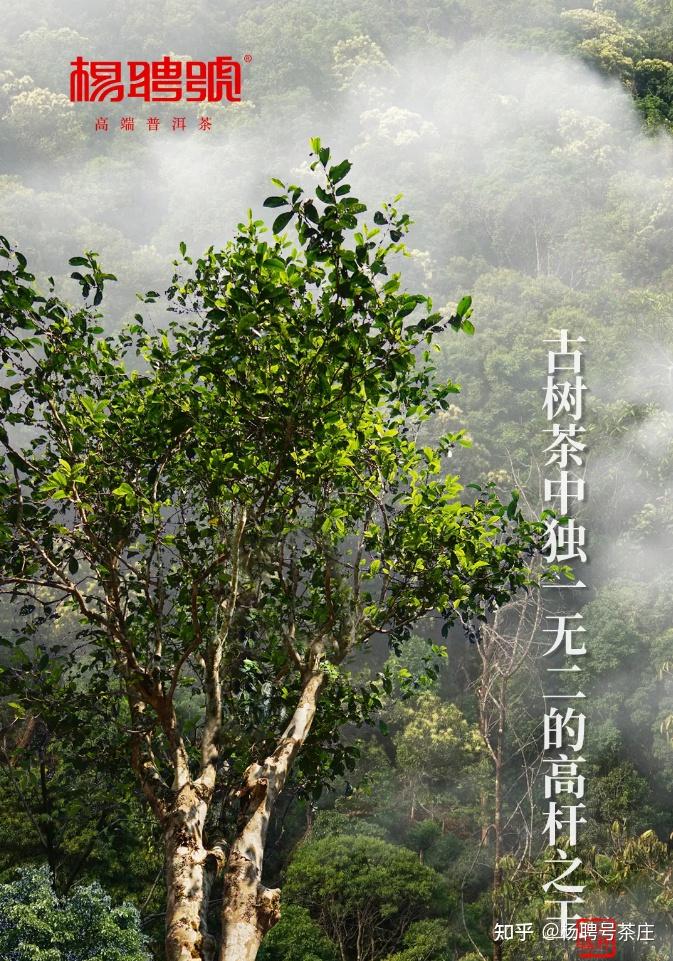 古树茶中独一无二的高杆之王
