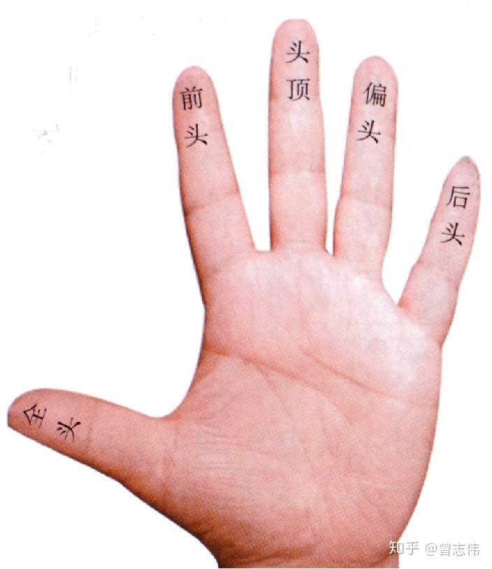 【中医手诊学基础】3. 观手指知健康 - 知乎