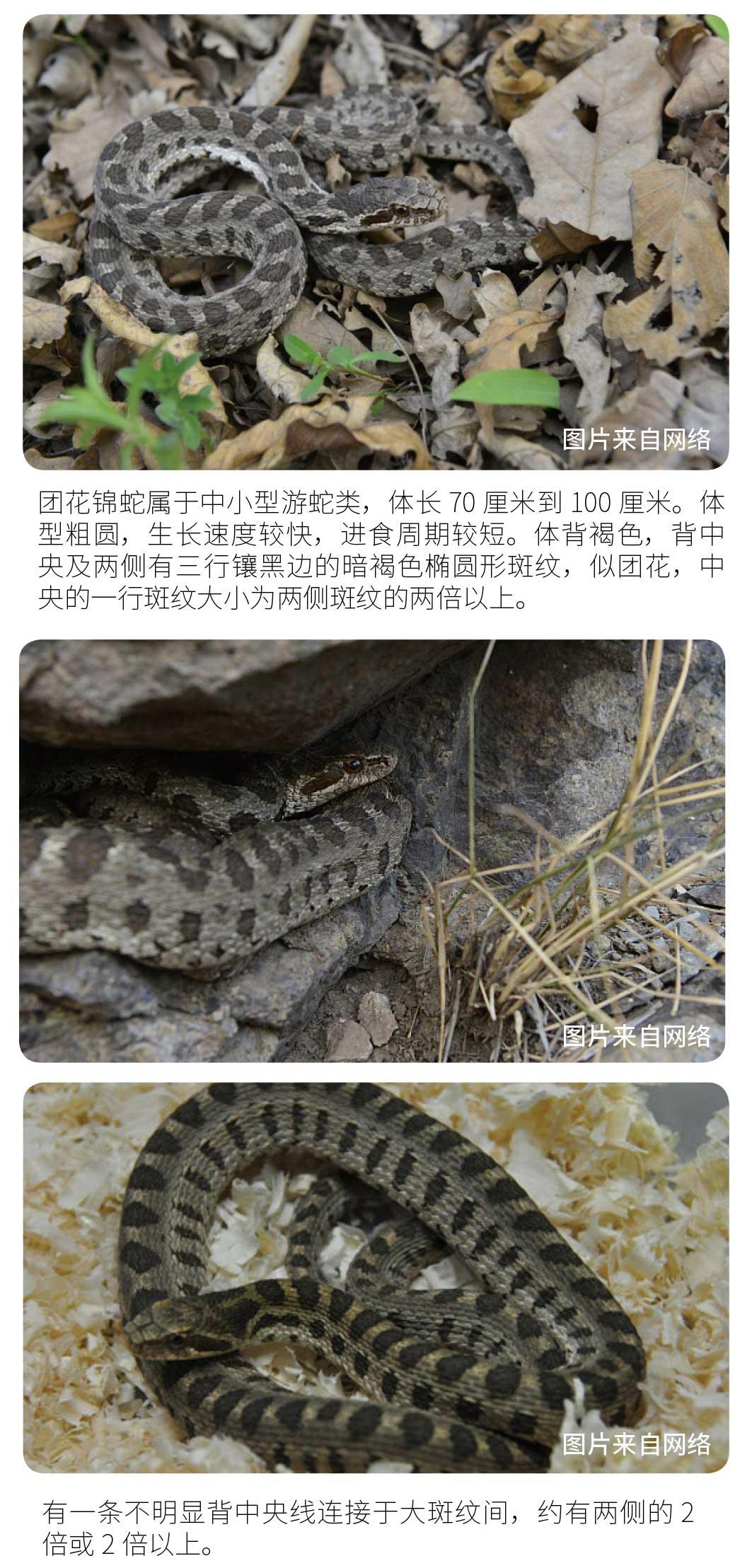 物种小谈┃团花锦蛇