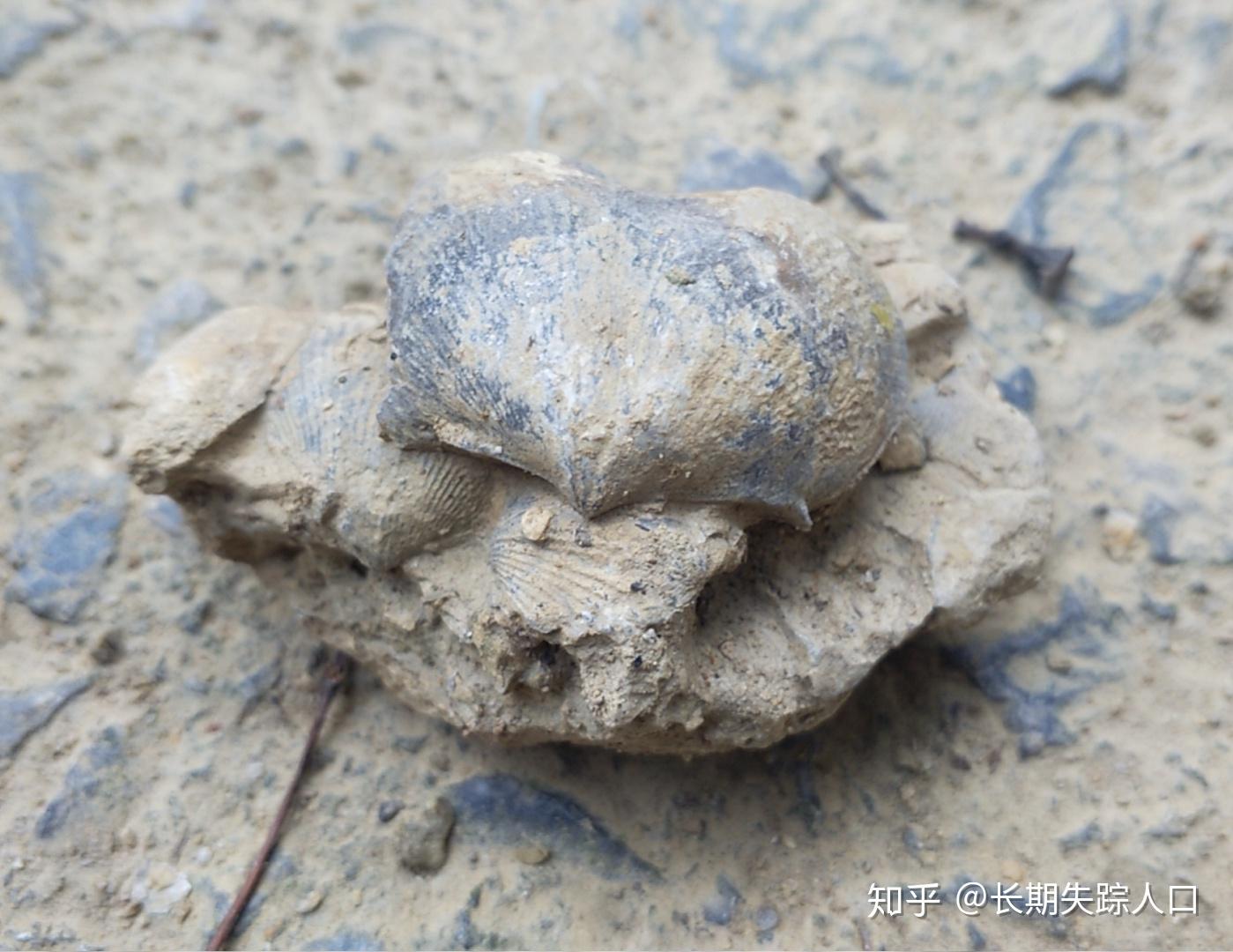 用于中药的腕足化石石燕