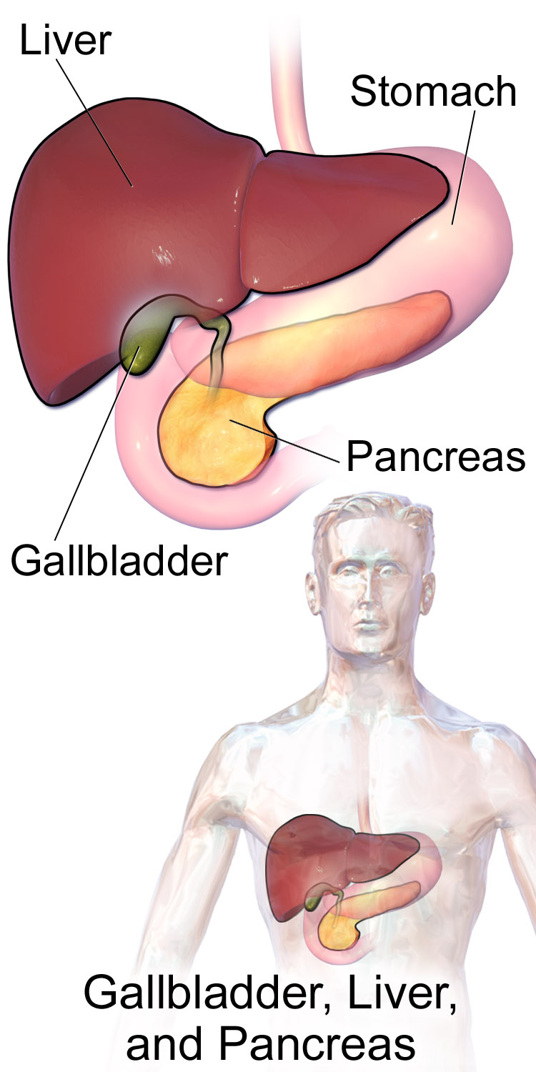 胆囊炎cholecystitis 知乎