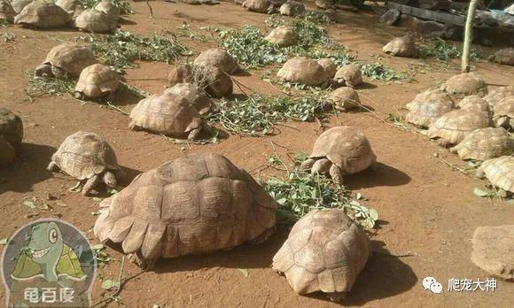 如何区分肯尼亚豹纹陆龟和东非豹纹陆龟 东非豹龟怎么爆白 双偶网 如何区分肯尼亚豹纹陆龟和东非豹纹陆龟 东非豹龟怎么爆白 双偶网