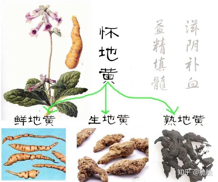 熟地黄,生地黄,鲜地黄,区别是什么 - 知乎